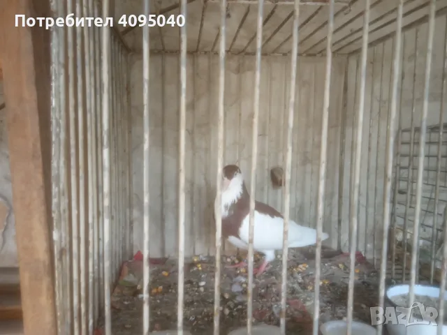 Продавам гълъби, снимка 15 - Гълъби - 51379486