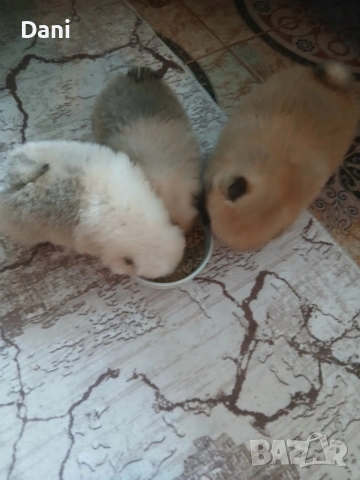 Mini pomeran, снимка 8 - Померан - 53295995