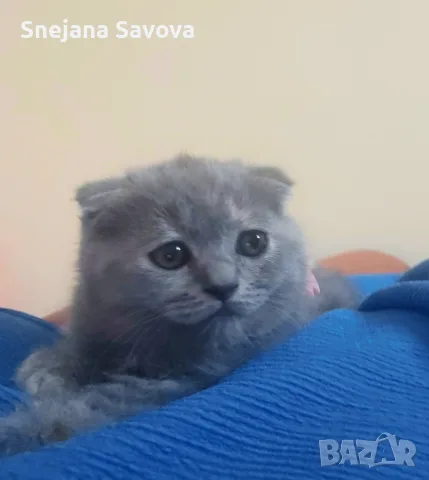 Прекрасни Шотландски Клепоухи котенца (Scottish Fold), снимка 8 - Други - 56071434