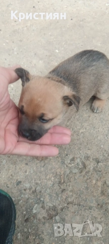 Подарявам три малки кученца , снимка 5 - Джак ръсел териер - 53948675