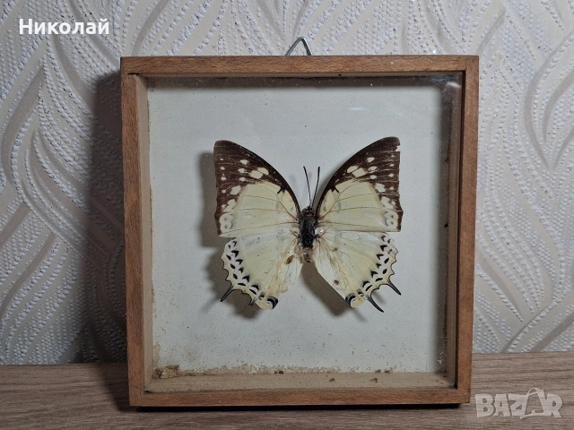 Препарирана Пеперуда в Рамка