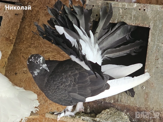 Продавам гълъби фенерлии, снимка 4 - Гълъби - 54212789