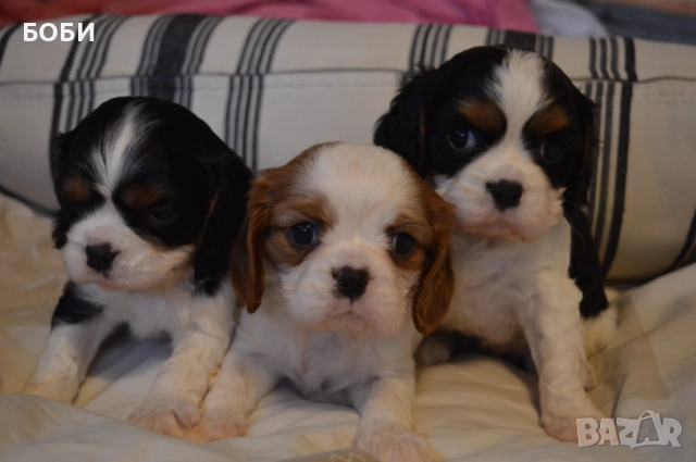 Кавалер Кинг Чарлз Шпаньол