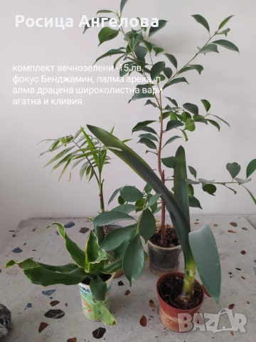 Хоста, восъче, кливия, зефирантес, ехмея, снимка 7 - Стайни растения - 50299483