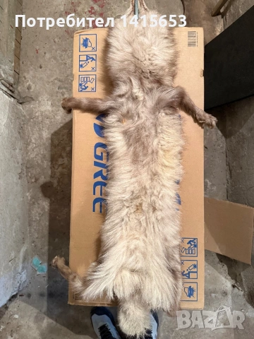 Продавам препарирана лисица, снимка 6 - Други ценни предмети - 53224567