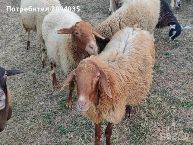 овце, кочове, кози 
