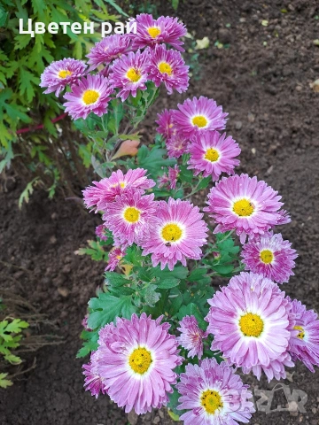 Разсад хризантеми , снимка 7 - Градински цветя и растения - 54010299