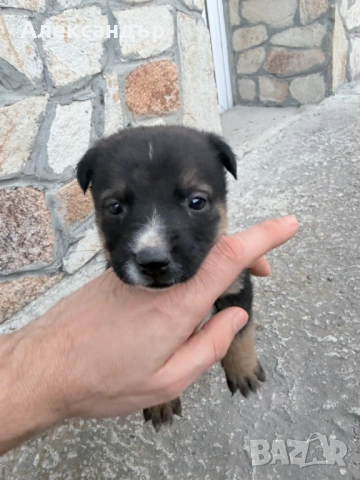 Подарявам мъжко кученце на около месец