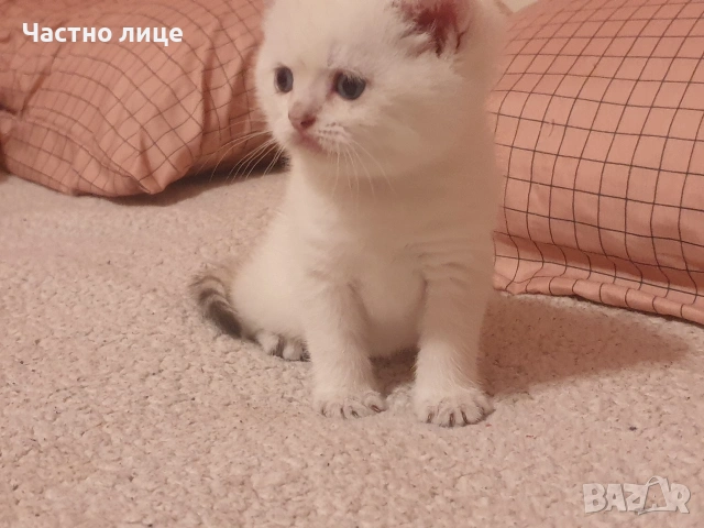 Шотландско коте златна чинчила колор поинт, снимка 4 - Чинчили - 53951865