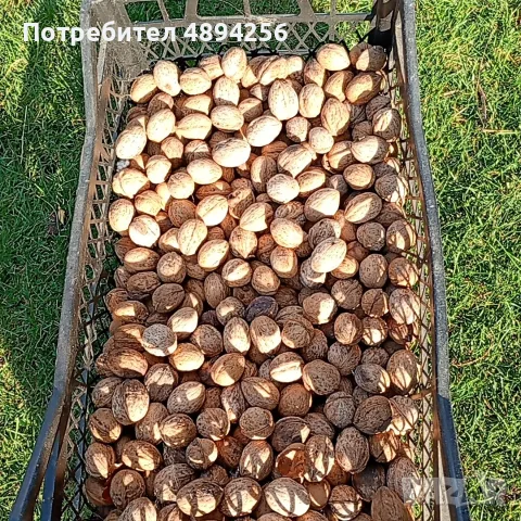 Продавам орехи реколта 2025, снимка 3 - Домашни продукти - 55804218