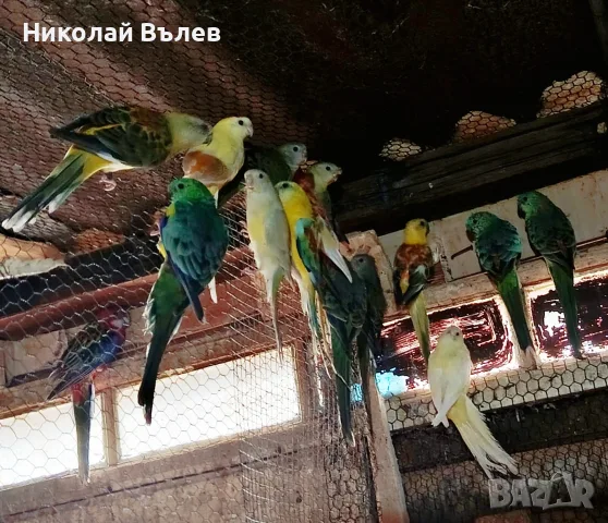 Пойни папагали ., снимка 2 - Папагали - 56334408