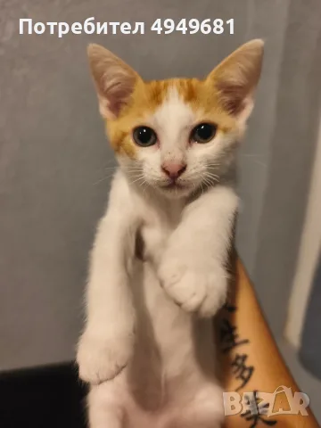 ПОДАРЯВАМЕ котенца