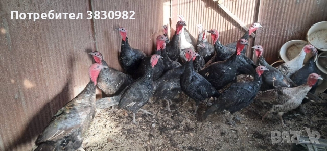 Пуйки- Пуяци, снимка 2 - Други - 52564926