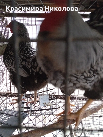 Двойка сребърен виандот, снимка 8 - Кокошки и пуйки - 53918526