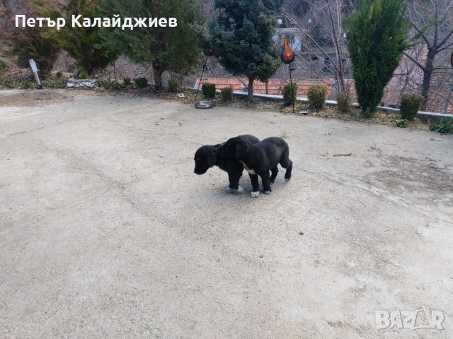 Подарявам малки Кученца. Пловдивско , снимка 9 - Бо - 44168338