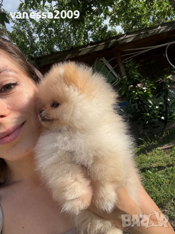 Померани , снимка 5 - Померан - 39236008