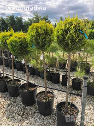 Cupressus macrocarpa ‘Goldcrest’(Кипарис златист топиар)