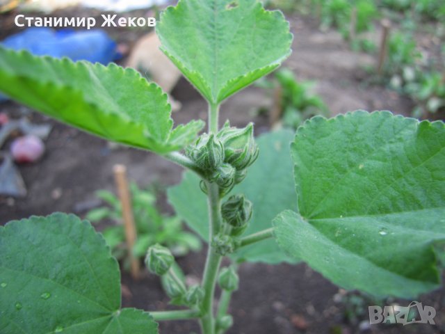 Медицинска ружа, снимка 2 - Разсади - 31573494