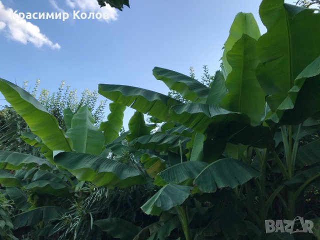 Банан японски студоустойчив Musa basjoo, декоративни, бързорастящи, снимка 1