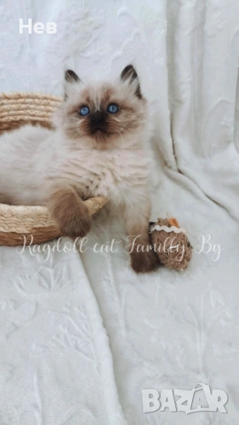 Ragdoll рагдол/регдол  коте мъжко, снимка 5 - Други - 51000590