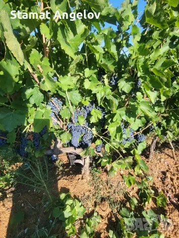🍇 Продавам качествено грозде Болгар, Мелник 55 и Широка мелнишка – директно от производител, снимка 3 - Домашни продукти - 56160637