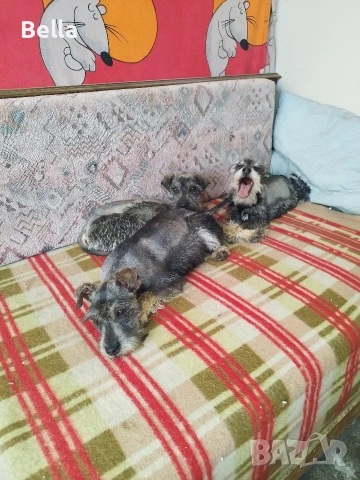 Мини шнауцер , снимка 4 - Други - 53913723