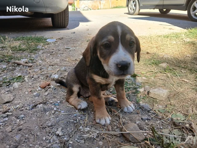 Подарявам малки кученца, снимка 13 - Други - 55898316
