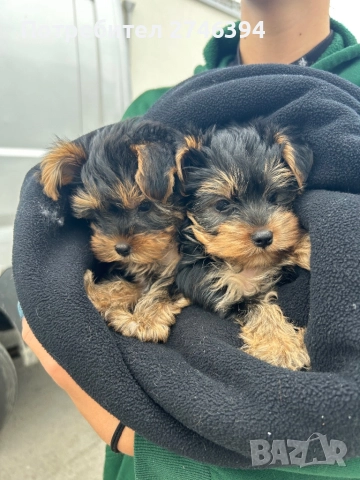 Мини йоркширски териер, снимка 1