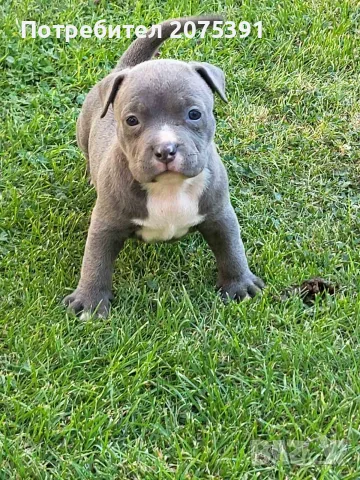 Топ Американско були покет American bully , снимка 11 - Други - 55673088