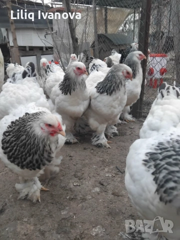 Яйца от Колумбийска Брама