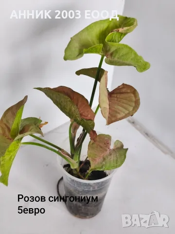 Стайни цветя-монстера,сингониум и др.