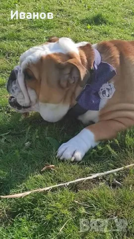 Английски булдог си търси партньорка, снимка 3 - Английски булдог - 49501219