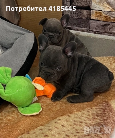 Френски булдог - МЪЖКИ, снимка 7 - Френски булдог - 53053018