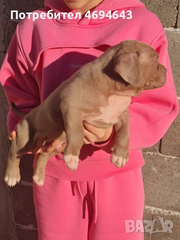 Американско Були XL, снимка 6 - Други - 52922235