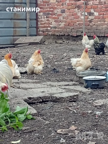 мини кохин, снимка 2 - Кокошки и пуйки - 50479524