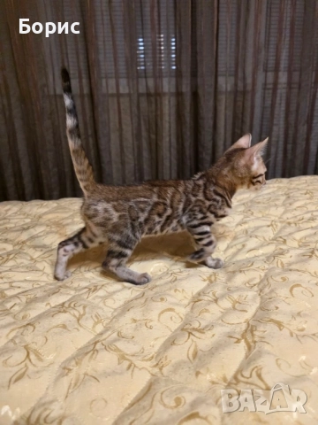 Бенгалско коте, снимка 2 - Бенгалски - 40146006