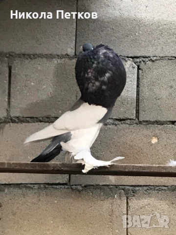 Седлати болани, снимка 3 - Гълъби - 52189433