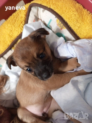 Подаряват се малки сладки кученца , снимка 8 - Други - 53916987