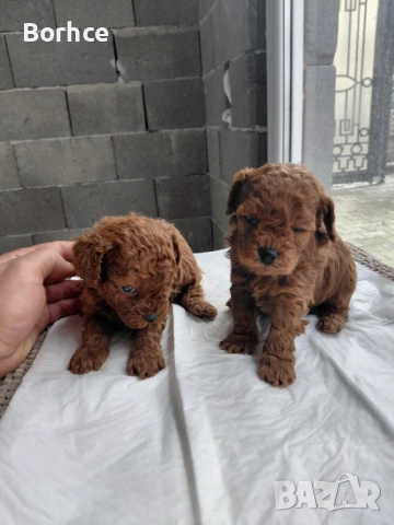 Тоу пудел готови за взимание слет десет дена , снимка 3 - Пудели - 52753158