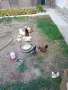 Продавам серами, снимка 4