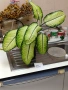  Дифенбахия , снимка 4