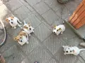 Джак Ръсел Jack Russell, снимка 1