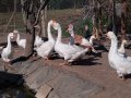  Пилета, гъски, патици, пуйки, копринки, снимка 11