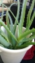 продавам цветя Алое лечебно, снимка 1