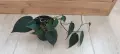 Филодендрон (Philodendron) / Сингониум (Syngonium), снимка 3
