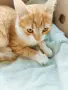 Търси се дом на Сара, снимка 2