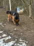 Женска Немска Овчарка Доставка, снимка 4