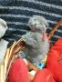 Шотландски клепоухи котета, снимка 9