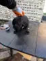 Кане Корсо Италияно, снимка 2