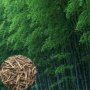 Семена от гигантски бамбук Moso Bambo градински горски декоративни растения декорация за градината д, снимка 8